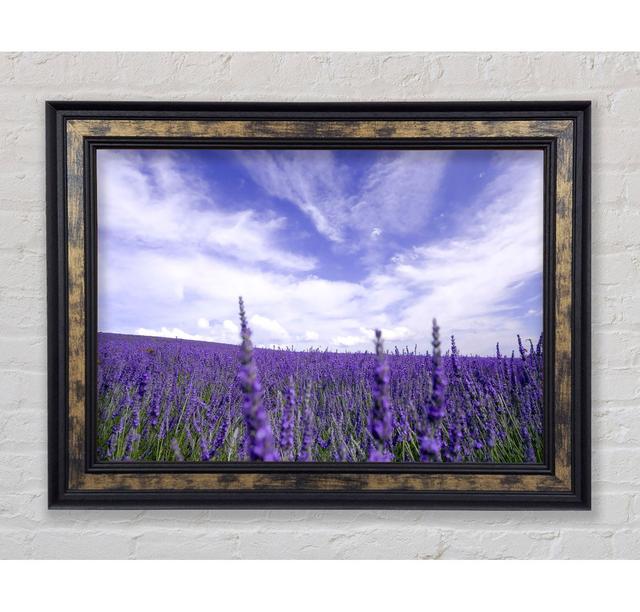 Lavender Field In The Sky Framed Print Fleur De Lis Living Size: 29.7cm H x 42cm W x 8cm D, Format: Antique Silver Framed Paper on Productcaster.