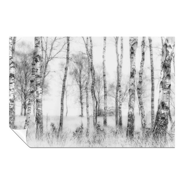 Panther Print Fine Art Prints Black & White Old Birch Tree Trunks In Winter Artistic Unframed Poster, Pictures For Home Walls, Bedroom, Living Room & on Productcaster.