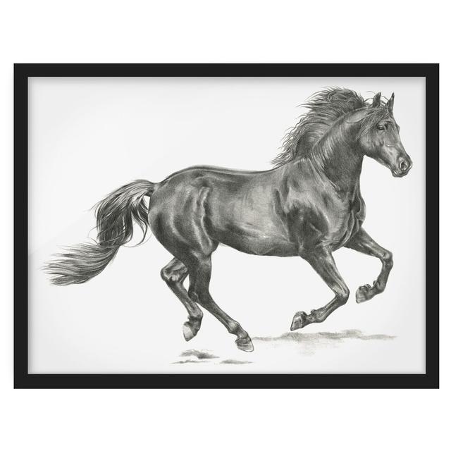 Wild Horse Study - Stallion - Picture Frame Painting Union Rustic Frame Option: Black Framed, Size: 70cm H x 100cm W x 2cm D on Productcaster.