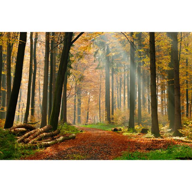 Mixed Tree In Forest by Avtg - Wrapped Canvas Art Prints Alpen Home Size: 50cm H x 75cm W on Productcaster.