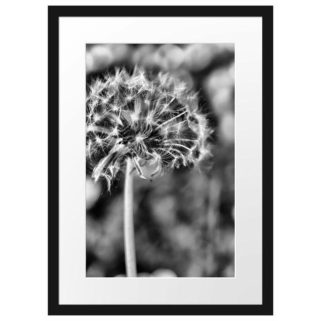 Gerahmtes Poster Pusteblume auf Wiese East Urban Home Größe: 55 cm H x 40 cm B on Productcaster.