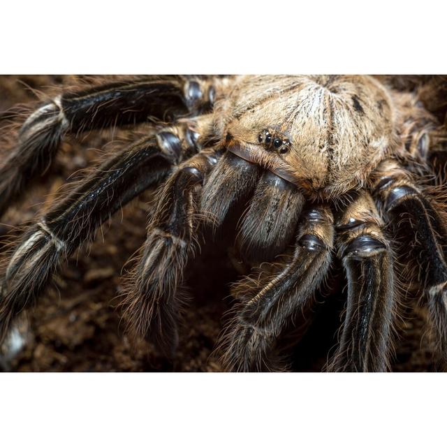 Ephebopus Murinus Tarantula by Attilatoth - Wrapped Canvas Photograph Ebern Designs Size: 61cm H x 91cm W x 3.8cm D on Productcaster.