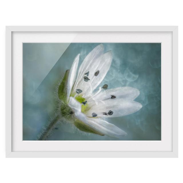 White Flower on Blue - Picture Frame Graphic Art Ebern Designs Size: 50cm H x 70cm W x 2cm D, Framed Option: White Framed on Productcaster.