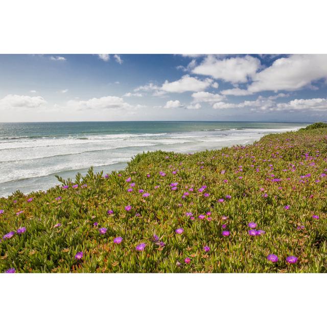 Blooming Ice Plants, Del Mar House of Hampton Size: 30cm H x 46cm W on Productcaster.