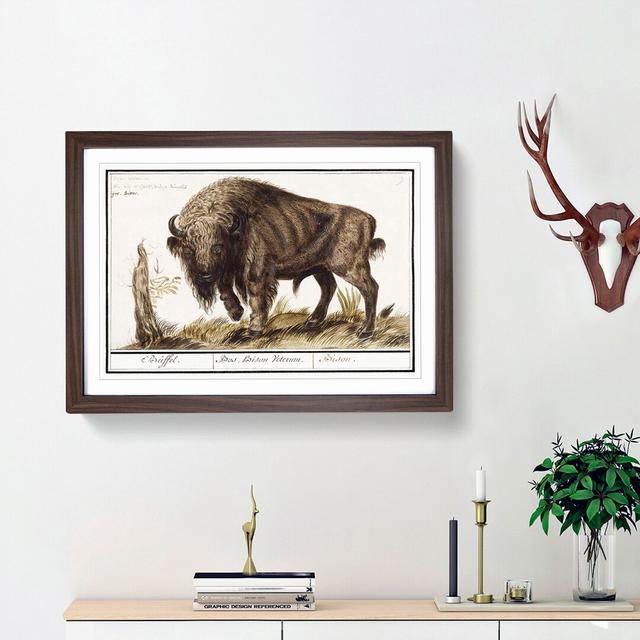 Bison by A.B. de Boodt - Picture Frame Art Print East Urban Home Frame Option: Walnut Framed, Size: 36cm H x 48cm W x 2cm D on Productcaster.