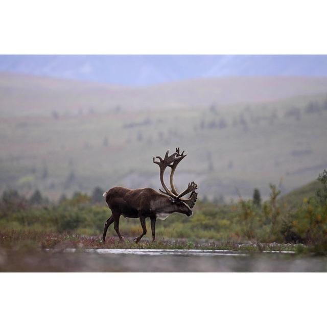 Caribou Crossing by Unknown - Wrapped Canvas Photograph Alpen Home Size: 51cm H x 76cm W on Productcaster.