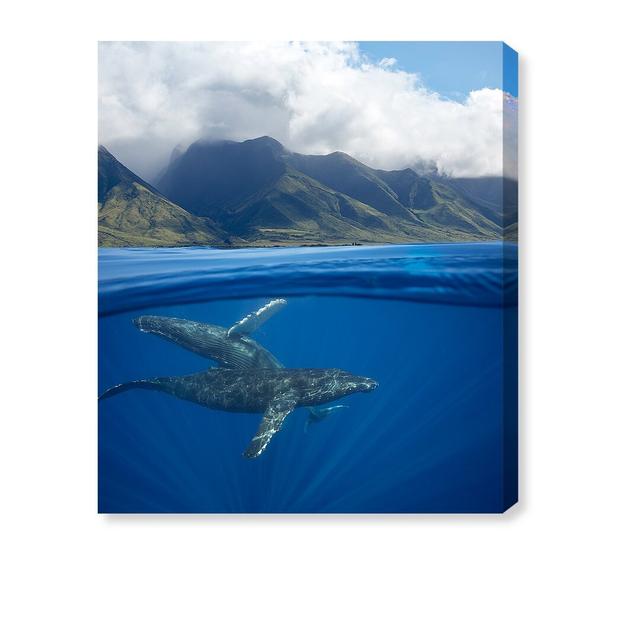 'Humpback Whales and Mountains' Photographic Print on Canvas Oliver Gal Size: 51cm H x 43cm W x 3.8cm D on Productcaster.