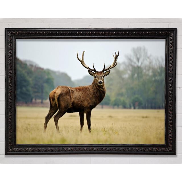 Red Deer Beauty Framed Print Bright Star Size: 42cm H x 59.7cm W on Productcaster.