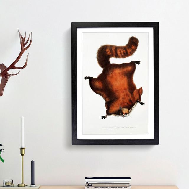 Brilliant Flying Squirrel Illustration by John Edward Gray - Picture Frame Painting Print East Urban Home Size: 48cm H x 36cm W x 2cm D, Frame Option: on Productcaster.