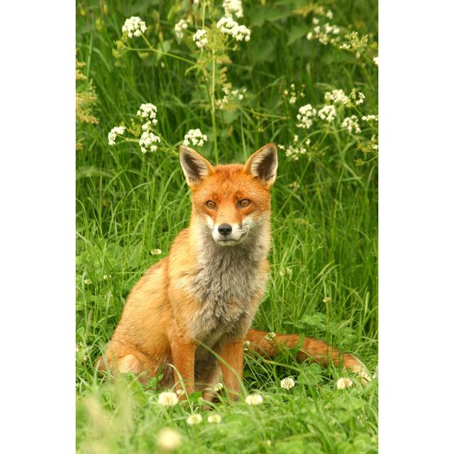 Fuchs mit Schirmen von AtWaG - Druck auf Leinwand ohne Rahmen Alpen Home Größe: 120 cm H x 80 cm B on Productcaster.