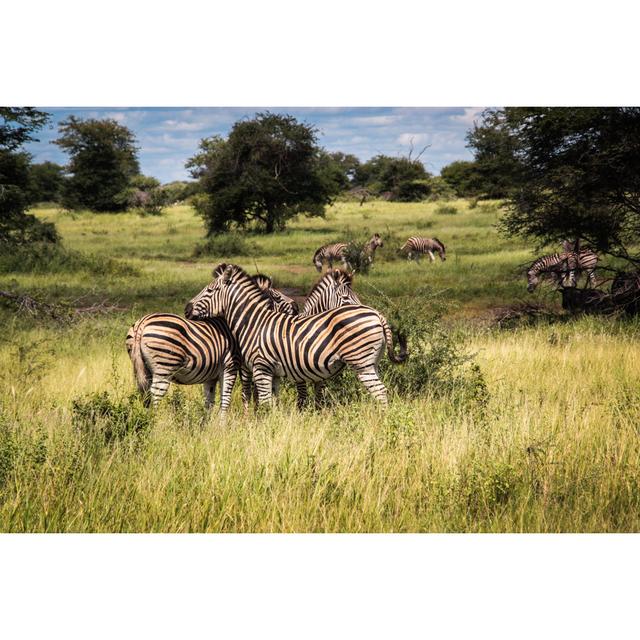 Zebra Herd by Steve_is_on_holiday - Wrapped Canvas Art Prints 17 Stories Size: 20cm H x 30cm W x 3.8cm D on Productcaster.