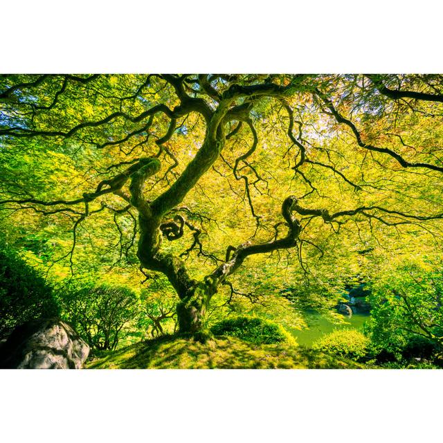 Amazing Green Tree by Epicstockmedia - Wrapped Canvas Photograph Alpen Home Size: 61cm H x 91cm W on Productcaster.