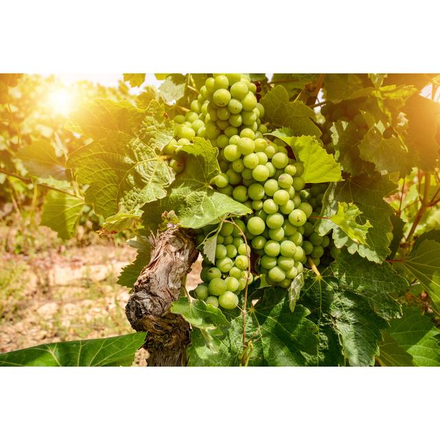 Vineyards With Grapes by - Wrapped Canvas Photograph Brambly Cottage Size: 61cm H x 91cm W on Productcaster.