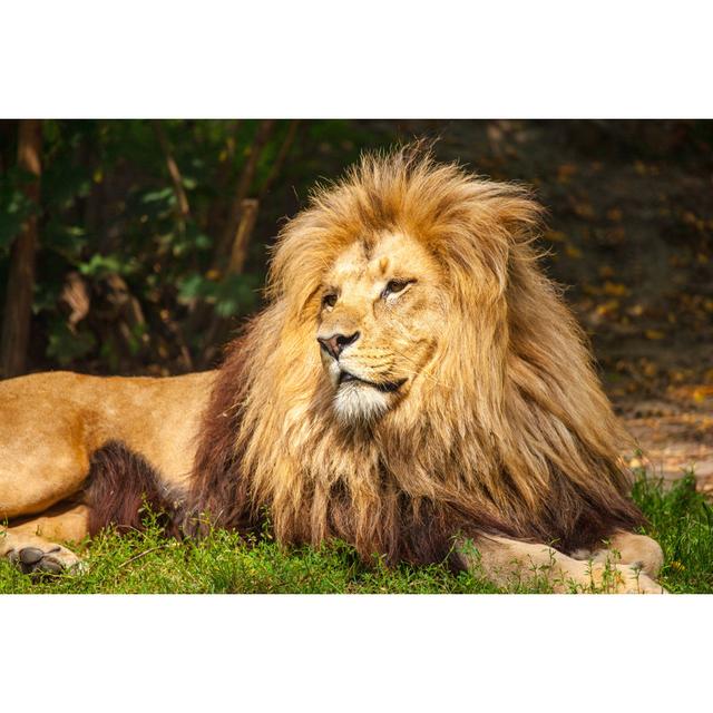 Lion Relaxing in the Grass - Wrapped Canvas Photograph Ebern Designs Size: 51cm H x 76cm W x 3.8cm D on Productcaster.