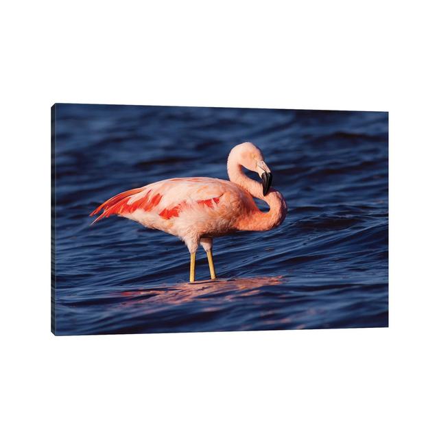 Chilean Flamingo, Pedro Luro, Argentina Bay Isle Home Size: 45.72cm H x 66.04cm W x 1.91cm D on Productcaster.