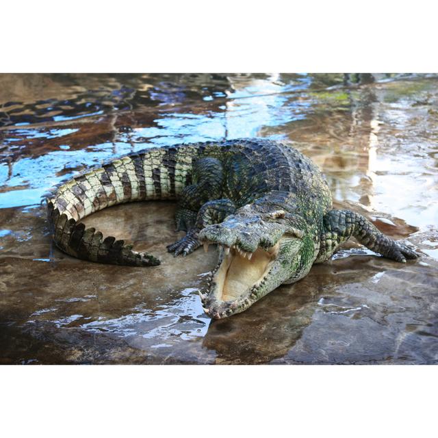 Crocodile In Shallow Waters With Mouth Open by Devs - Wrapped Canvas Print 17 Stories Size: 61cm H x 91cm W x 3.8cm D on Productcaster.