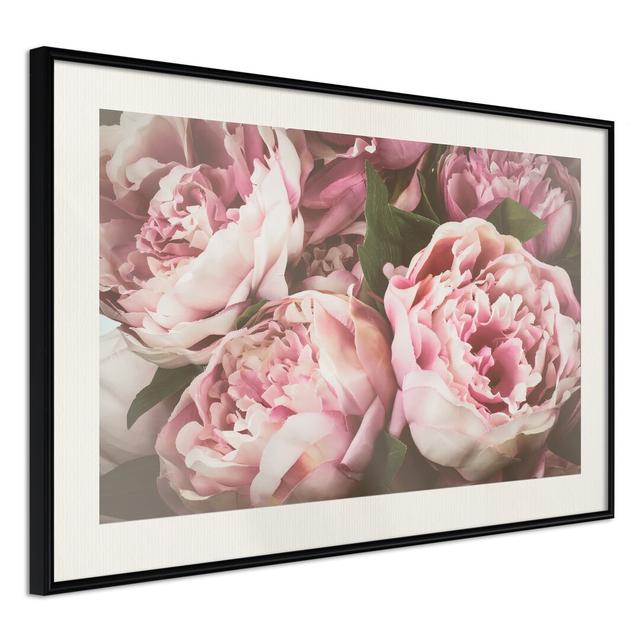 Pastel Peonies - Picture Frame Photograph Print on Paper Latitude Run Frame Option: Black Matte Framed, Size: 60cm H x 90cm W x 1.5cm D on Productcaster.