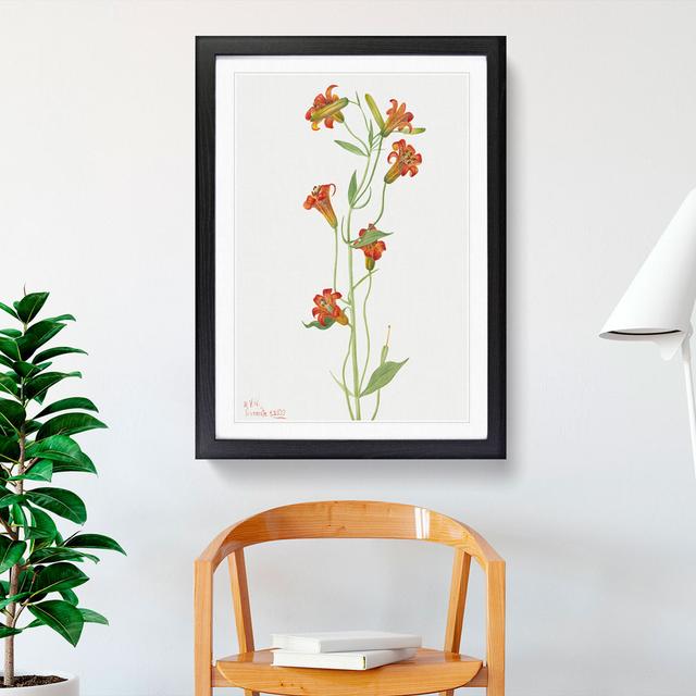 Small Tiger Lily by Mary Vaux Walcott - Picture Frame Painting East Urban Home Size: 36cm H x 27cm W x 2cm D, Frame Option: Black Framed on Productcaster.