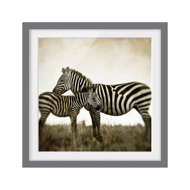 Zebra Couple Framed Photographic Art Print East Urban Home Frame Options: Matt grey, Size: 70cm H x 70cm W on Productcaster.