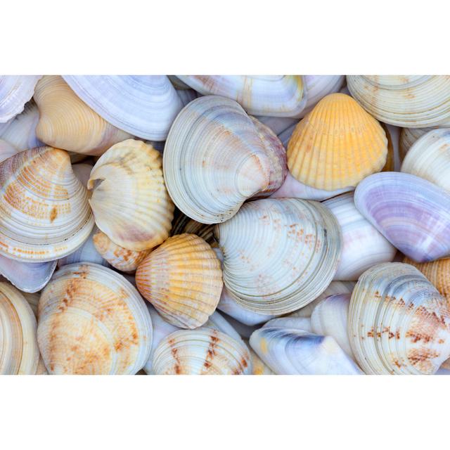 Seashells As Background by Dmitry_7 - Wrapped Canvas Art Prints Marlow Home Co. Size: 60cm H x 90cm W on Productcaster.