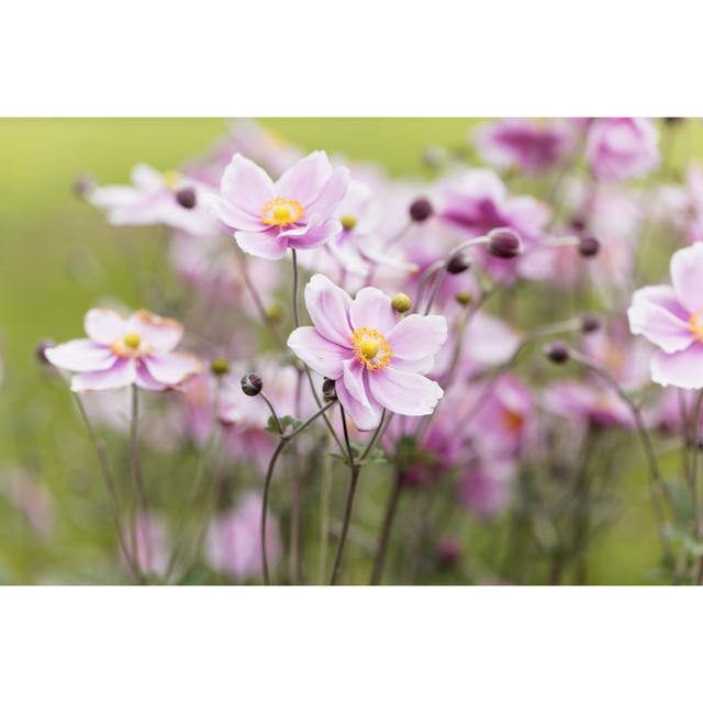 Radele Chinese Anemone (Anemone Hupehensis) - Wrapped Canvas Photograph Latitude Run Size: 30cm H x 46cm W x 3.8cm D on Productcaster.