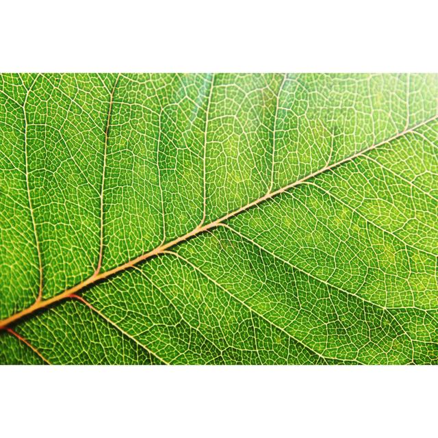 Arezzini Leaf - Wrapped Canvas Print 17 Stories Size: 30cm H x 46cm W x 3.8cm D on Productcaster.