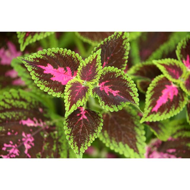 Liftig Kingswood Torch Coleus by LisaStrachan - Wrapped Canvas Print Latitude Run Size: 30cm H x 46cm W x 3.8cm D on Productcaster.