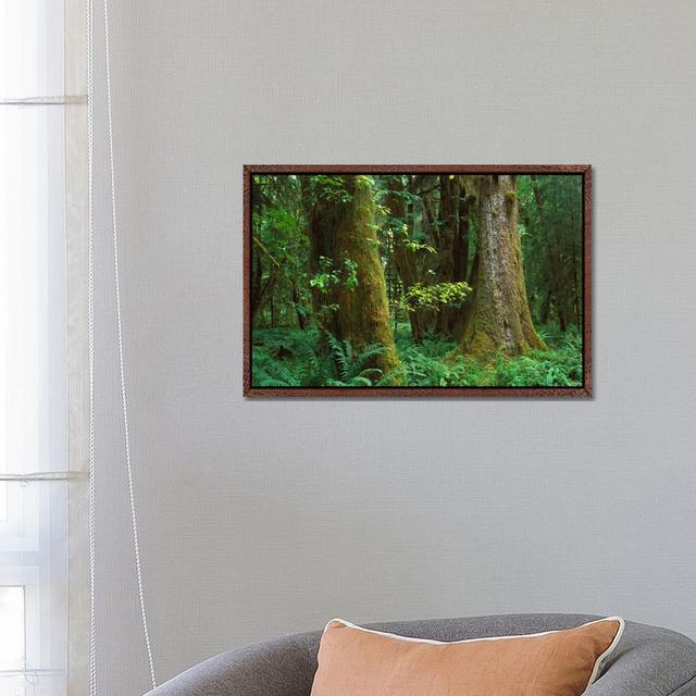 Moss-Covered Trees And Dense Undergrowth In The Hoh Temperate Rainforest, Olympic National Park von Tim Fitzharris - Gallery-Wrapped Canvas Giclée on on Productcaster.