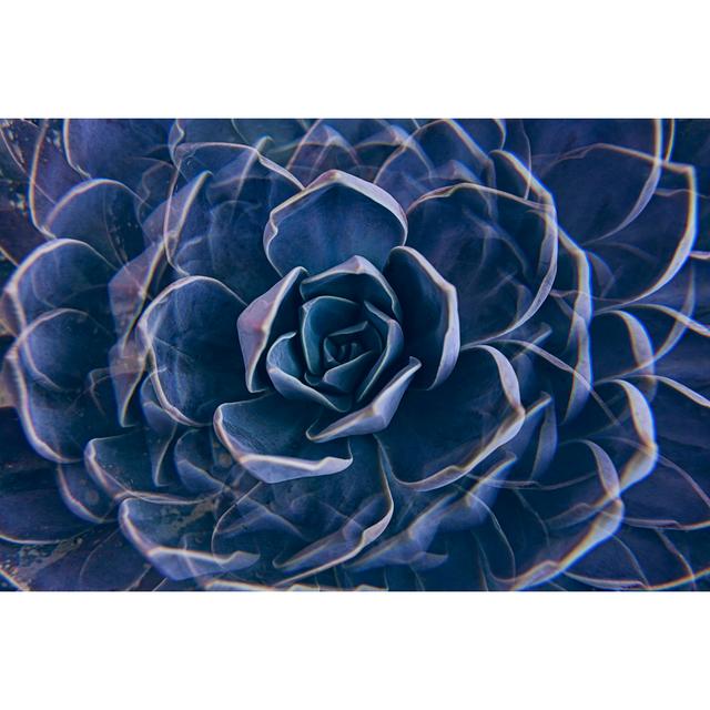 Succulent Rose Closeup by Kira-Yan - Print World Menagerie Size: 30cm H x 46cm W on Productcaster.