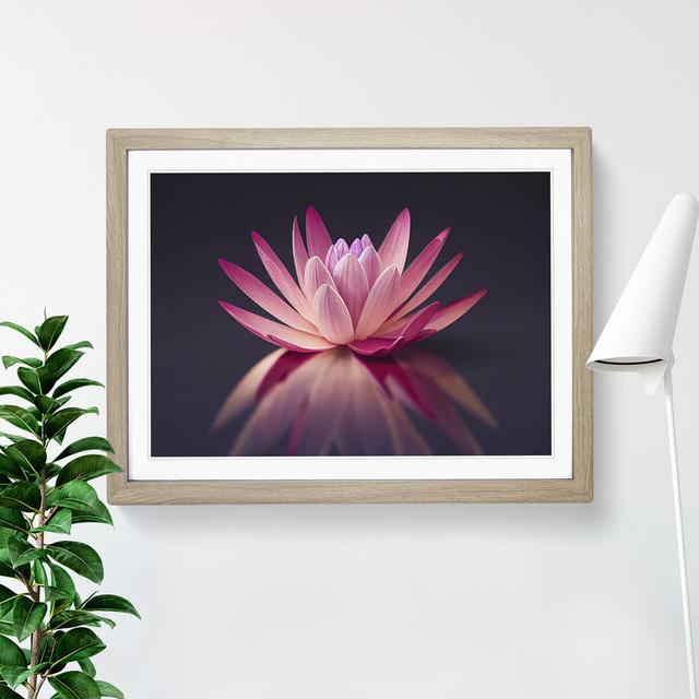 Captivating Water Lily Flower - Single Picture Frame Print World Menagerie Size: 34cm H x 46cm W x 2cm D, Format: Oak on Productcaster.