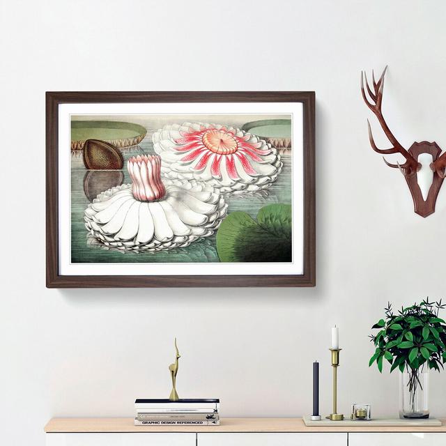 Blooming Gigantic Water Lily by William Sharp - Picture Frame Art Print East Urban Home Size: 27cm H x 36cm W x 2cm D, Frame Option: Walnut Framed on Productcaster.