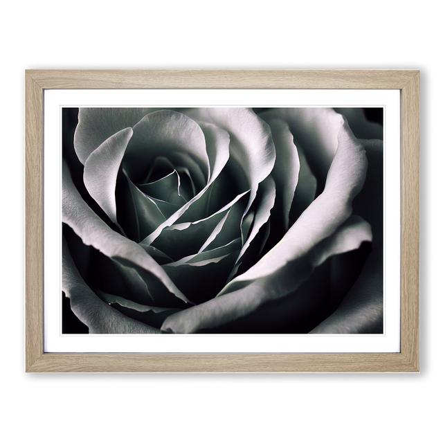 Striking Rose Flower - Picture Frame Graphic Art Fairmont Park Frame Colour: Oak, Size: 34cm H x 46cm W x 2cm D on Productcaster.