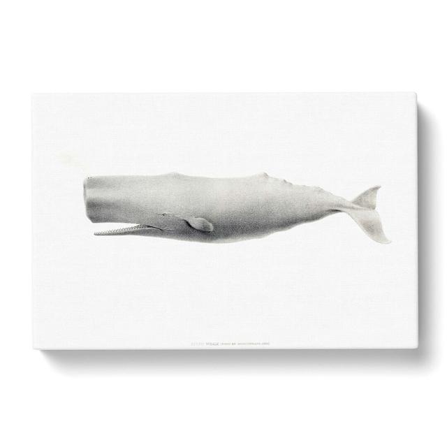 Sperm Whale by C.M. Scammon - Wrapped Canvas Print East Urban Home Size: 35cm H x 50cm W x 3cm D on Productcaster.