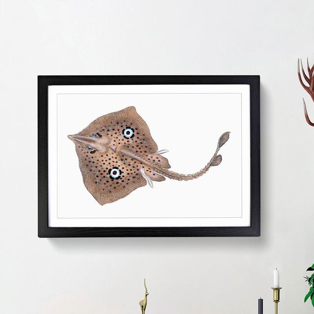 Brown Ray by Edward Donovan - Picture Frame Painting Print East Urban Home Frame Option: Black Framed, Size: 48cm H x 65cm W x 2cm D on Productcaster.