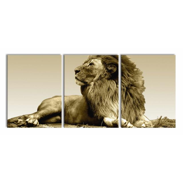 Lying Lion - 3 Piece Wrapped Canvas Photograph Print Set East Urban Home Size: 180 cm H x 80 cm W on Productcaster.