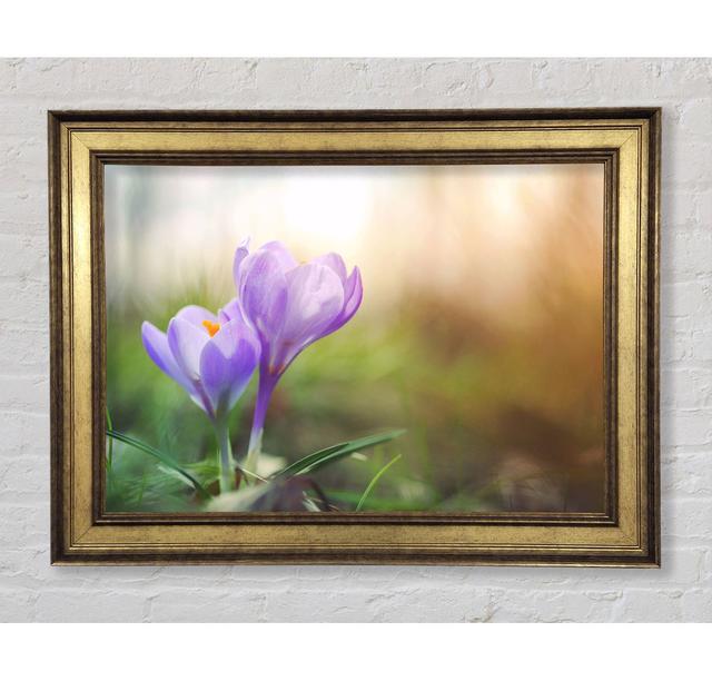 Purple Crocus In Soft Focus - Single Picture Frame Art Prints Bright Star Size: 59.7cm H x 84.1cm W x 8cm D on Productcaster.