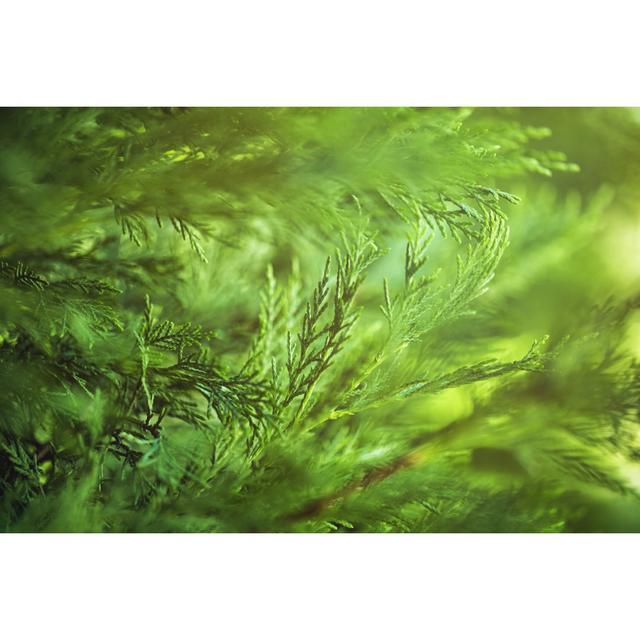 Pine Tree by GizemBDR - Print 17 Stories Size: 81cm H x 122cm W on Productcaster.