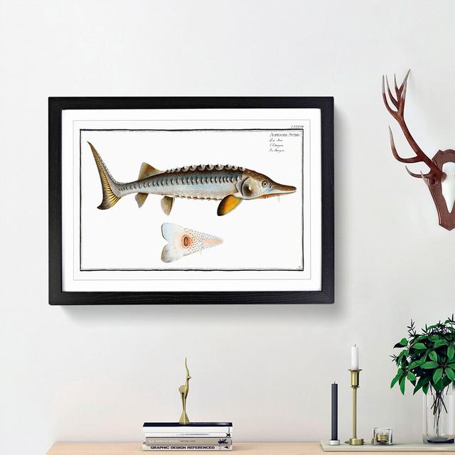 Sturgeon Fish by M.E. Bloch - Picture Frame Painting Print East Urban Home Frame Option: Black Framed, Size: 48cm H x 65cm W x 2cm D on Productcaster.