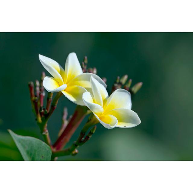 Alderfield Tiare Flower In Nepal - Wrapped Canvas Print Latitude Run Size: 61cm H x 91cm W x 3.8cm D on Productcaster.