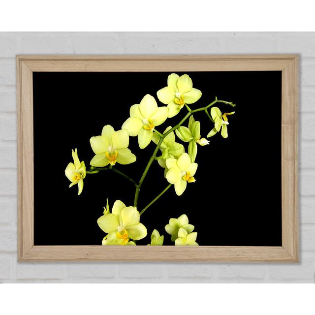 Yellow Star Flowers On Black - Single Picture Frame Print Brayden Studio Format: Natural Framed Paper, Size: 59.7cm H x 84.1cm W x 1.5cm D on Productcaster.