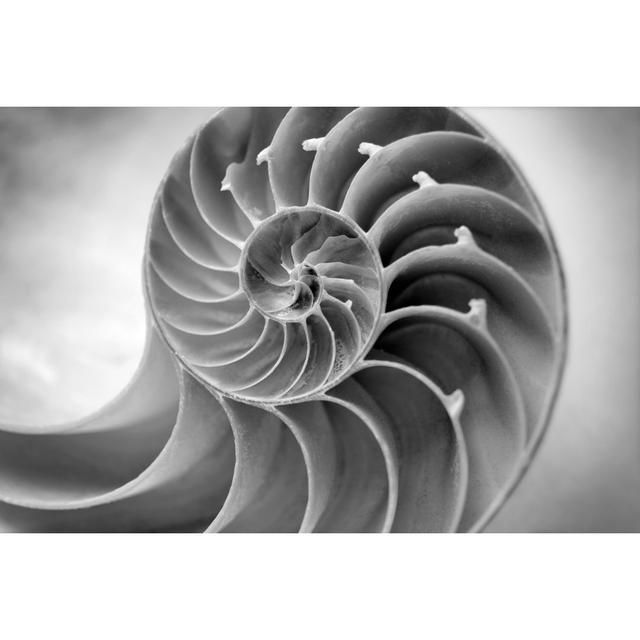 Black And White Nautilus by Skodonnell - Wrapped Canvas Art Prints 17 Stories Size: 51cm H x 76cm W x 3.8cm D on Productcaster.