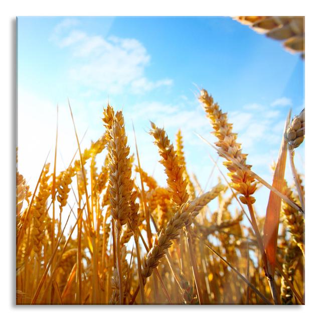 Grains In The Sunlight - No Frame Print on Glass Brayden Studio Size: 80cm H x 80cm W x 0.4cm D on Productcaster.