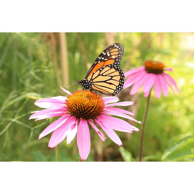 Monarch Butterfly On "Blacksamson Echinacea" Flower by Mr_coffee - Wrapped Canvas Painting Latitude Run Size: 81cm H x 122cm W x 3.8cm D on Productcaster.