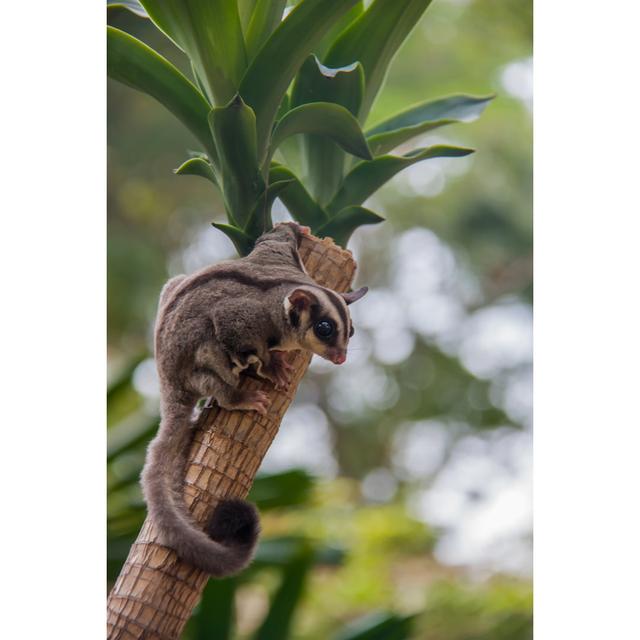 Sugar Glider by Sibadanpics - Wrapped Canvas Print 17 Stories Size: 122cm H x 81cm W on Productcaster.