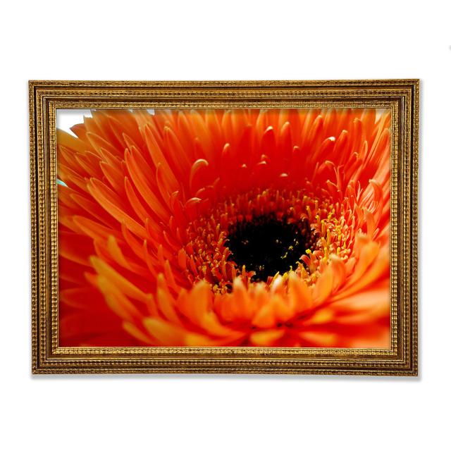 Gerahmtes Leinwandbild Orange Gerbera Close-Up Brayden Studio Größe: 59,7 cm H x 84,1 cm B x 3 cm T, Format: Rembrandt Gold gerahmtes Papier on Productcaster.