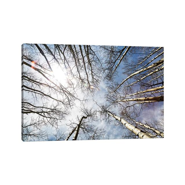 Looking Up On Tall Birch Trees by Susan Schmitz - Wrapped Canvas Gallery-Wrapped Canvas Giclée Alpen Home Size: 30.48cm H x 45.72cm W x 1.91cm D on Productcaster.