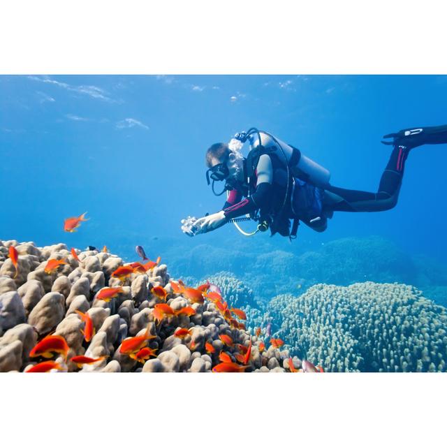 Photographer On The Coral Reef Highland Dunes Size: 51cm H x 76cm W x 3.8cm D on Productcaster.