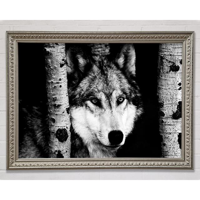 Wolfsstarren - Einzelne Bilderrahmen Kunstdrucke Union Rustic Größe: 84,1 cm H x 118,9 cm B on Productcaster.