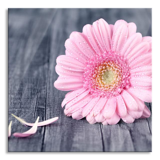 Glasbild Pink Gerbera on a Rustic Ground Brayden Studio Größe: 70 cm H x 70 cm B x 0.4 cm T on Productcaster.