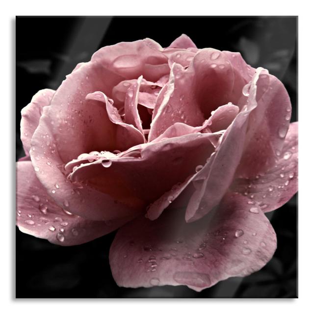 Delicate Pink Rose Flower - Unframed Photograph on Glass Brayden Studio Size: 60cm H x 60cm W x 0.4cm D on Productcaster.